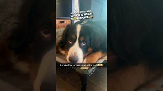 Theodore the Bernese Mountain dog loves his cat 😂❤️ [upl. by Ahsap]