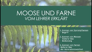 Moose und Farne  vom Lehrer erklärt [upl. by Alameda]