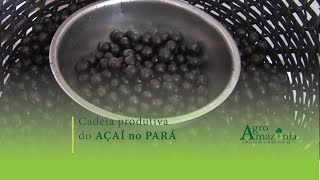 Cadeia Produtiva do Açaí no Pará [upl. by Mimajneb522]