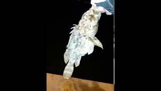 LRF ILE YAKALA BIRAK İSKORPİT AVI  Catch amp Release Huge Scorpionfish  LRF [upl. by Eidnyl]