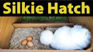 How my Silkie Hen hatch her eggs [upl. by Salene]