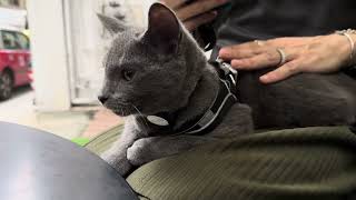 Henrys Cat Wesley [upl. by Russia]