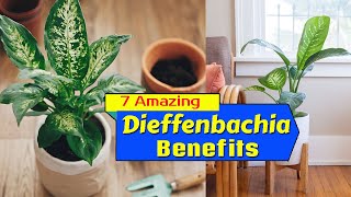 7 Amazing Dieffenbachia Benefits  Indoor Dumb Cane Uses [upl. by Neelrac602]