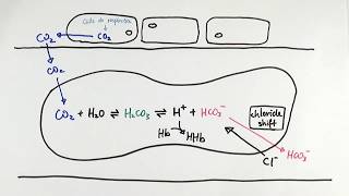 AS Biology  Carbon dioxide transport in red blood cells OCR A Chapter 84 [upl. by Millford823]