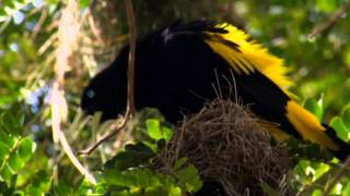 NAT GEO WILD HD LIVING MUSIC ACTION 2012 [upl. by Oidualc]