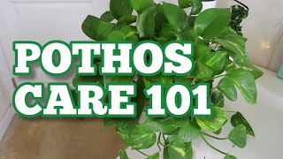 BEST POTHOS CARE TIPS TO GROW LUSH amp HEALTHY LONG VINES  Ultimate Guide to Pothos Pt 2 [upl. by Madelyn]