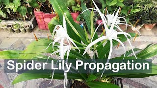 Spider Lily Propagation by Dividing  Hymenocallis [upl. by Nereil]