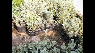 Old man Saltbush grow your own seedlings by the bare rooting method [upl. by Earised]