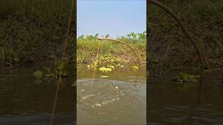 OMG Traditional Bamboo Hook Trap Fishing in Beel pond catchfish hookfishing shorts [upl. by Wera]