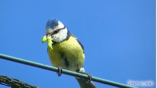 Mésange bleue nourrit ses 8 poussins [upl. by Annocahs]