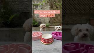 Dinner time with three dogs  Boree’s doggy daycare dogs dogshorts poodle cavachon cute puppy [upl. by Notrem]