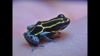 Ranitomeya amazonica French Guiana time lapse ventrimaculata French Guiana Yellow [upl. by Burwell]