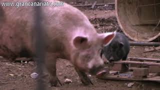 ⭕🐽🐷EL GRAN CERDO  The big PIG🐷🐽⭕🐖🐗 [upl. by Silin]