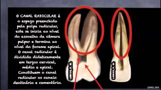 01 Aula 1 Anatomia dentaria para endodontia [upl. by Barri]