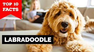 Labradoodle  Top 10 Facts [upl. by Ridgley266]