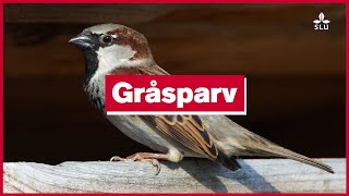 11 December Gråsparv [upl. by Ashlan]