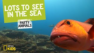 Lots to See in the Sea  Party Animals [upl. by Isman]