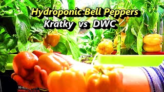 Hydroponic Peppers from Seed to Harvest Kratky vs DWC Comparison [upl. by Noble779]