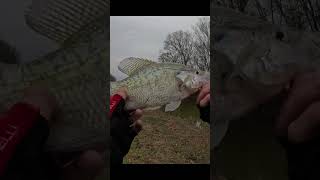 13quot February Crappie  Bank fishing [upl. by Haletta]