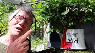 Ficus microcarpa Aerial Root Experiment Results The Bonsai Zone July 2024 [upl. by Harvey]