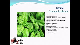 Fiche technique Basilic Plante annuelle [upl. by Ahseenat]