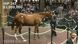 Hip 347 Curlin  Cavorting sells for 5 million at 2024 Keeneland September [upl. by Melessa958]