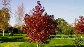 Liquidambar styraciflua Stella Sweet Gum Tree [upl. by Karlow568]