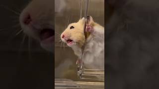 A hamster that misunderstands its owner’s intentions animals unbelievable pet shorts funny [upl. by Deck192]