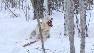 Trapping Wolves 2022 HUGE WHITE WOLF [upl. by Eilyac]