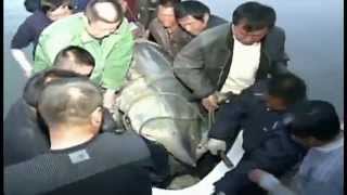 Chinese Fishermen Reel In 1360Pound Sturgeon  Raw Video [upl. by Ros]