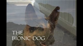 The Bionic Dog  The Next Generation [upl. by Ugo]