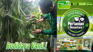 Cara Dan Teknik Budidaya Vanili Paling Sukses [upl. by Yelah]