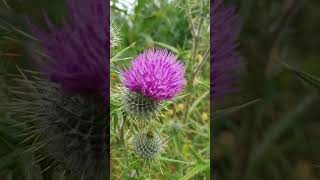 Scottish thistle national flower of Scotland shorts flower scotland scottish thistle uk [upl. by Katushka]