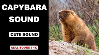 Real Capybara Sounds l High Quality l Cute Capybara Sound Experience [upl. by Waal471]