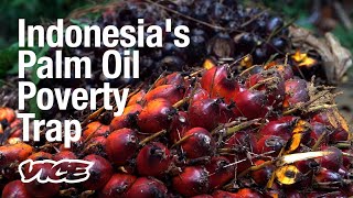 Poverty and Palm Oil are Driving Deforestation in Indonesia [upl. by Dorita245]