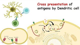 Types of Antigen Cross presentation [upl. by Latsryk630]