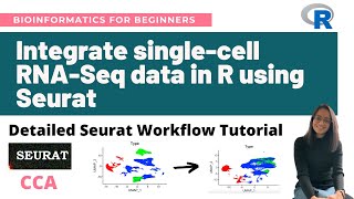 Integrate singlecell RNASeq datasets in R using Seurat CCA  Detailed Seurat Workflow Tutorial [upl. by Naz]