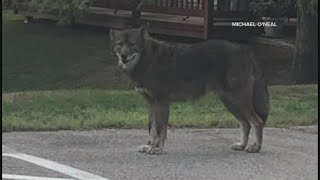 Is it a coyote wolf dog or mix of all three Portland residents and wildlife biologist weigh in [upl. by Wier]