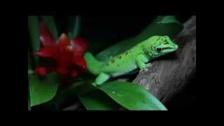 Phelsuma Grandis Nouveau terrarium [upl. by Atul321]