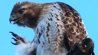 Red tailed hawk call sound flying  Bird [upl. by Nylirrehs]