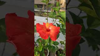 🌺 🌺 gardening flowers plants subscribe shortsvideo [upl. by Nylram]