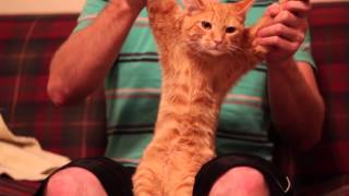 Cat Dancing Dubstep Skrillex  Cinema HD  1080P [upl. by Sowell827]