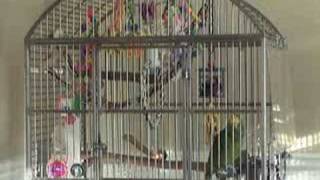 Kukulkans First Movie  Singing Panama Amazon Parrot [upl. by Swenson]