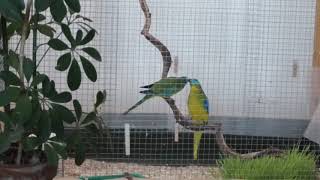 Part 3 feeding and mating  Turquoise parrots  Neophema Pulcella [upl. by Nuaj]