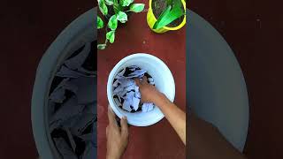 How to Propagate Neon Pothos Golden Pothos shorts [upl. by Leatrice]