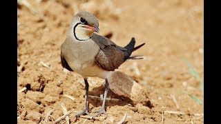 Collared pratincole Glareola pratincola Νεροχελίδονο  Cyprus [upl. by Elleyoj341]