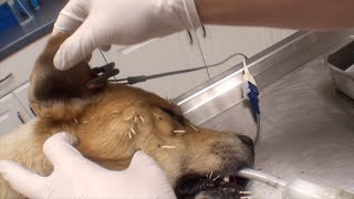 Adorable Dog Recovers After Porcupine Attack [upl. by Seugirdor]