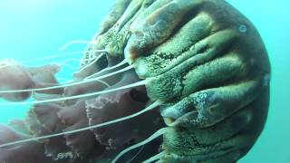 Crabs hitchhiking on black sea nettle jellyfish [upl. by Hairahcez]