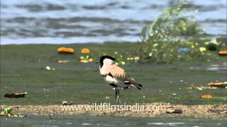 Spurwinged Lapwings near the Ganges [upl. by Levinson]