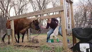 HOW TO HAND MILK A COW [upl. by Dierdre]